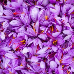 Vs Saffron - Blog - Image 2